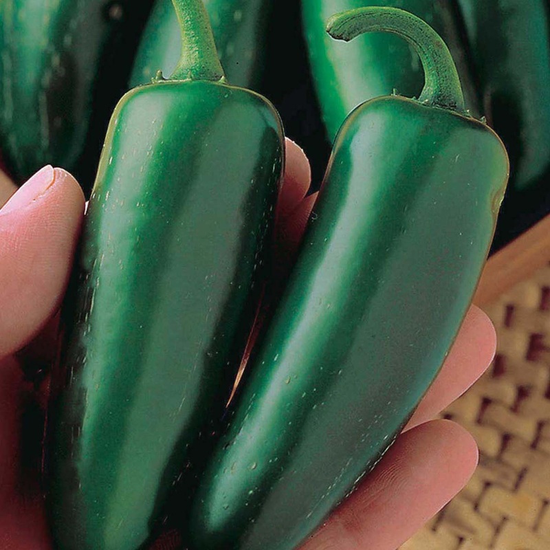 Jalapeno Gigante – 4 Pot