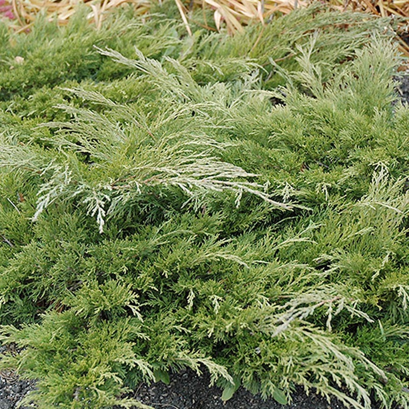 Juniperus ‘Calgary Carpet’ – Calgary Carpet Juniper – 2 Gallon