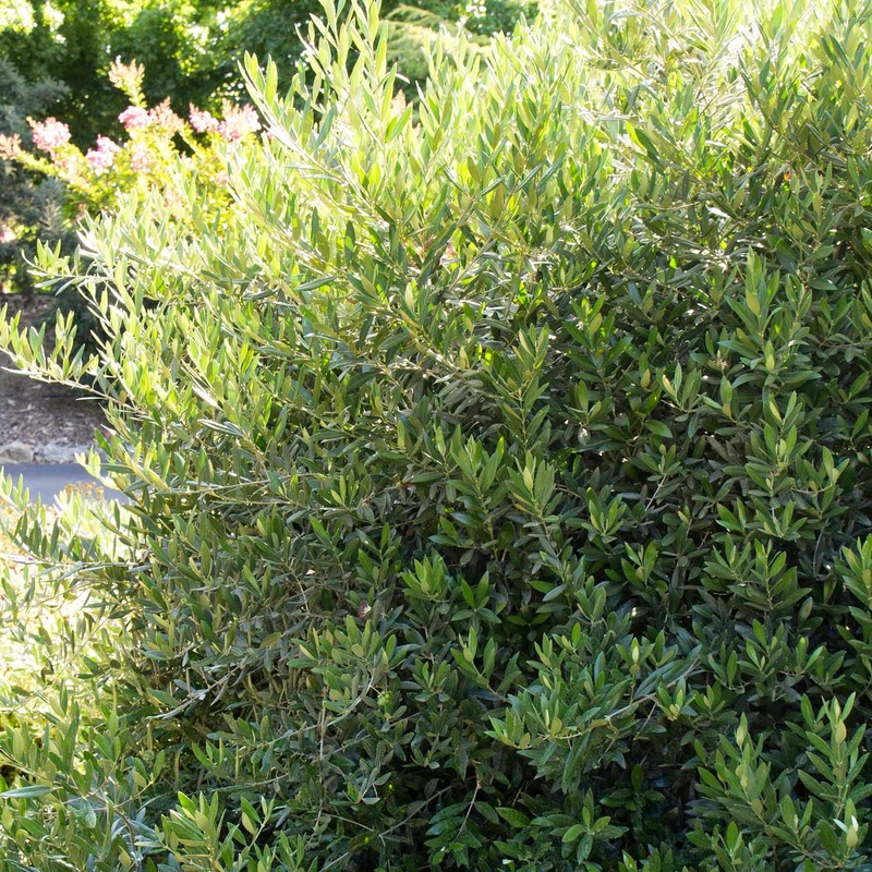 Olea europaea ‘Little Ollie’ – Little Ollie Dwarf Olive – 5 Gallon