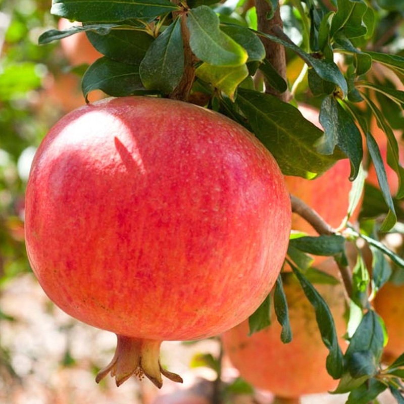 Pomegranate ‘Ariana’ – 5 Gallon