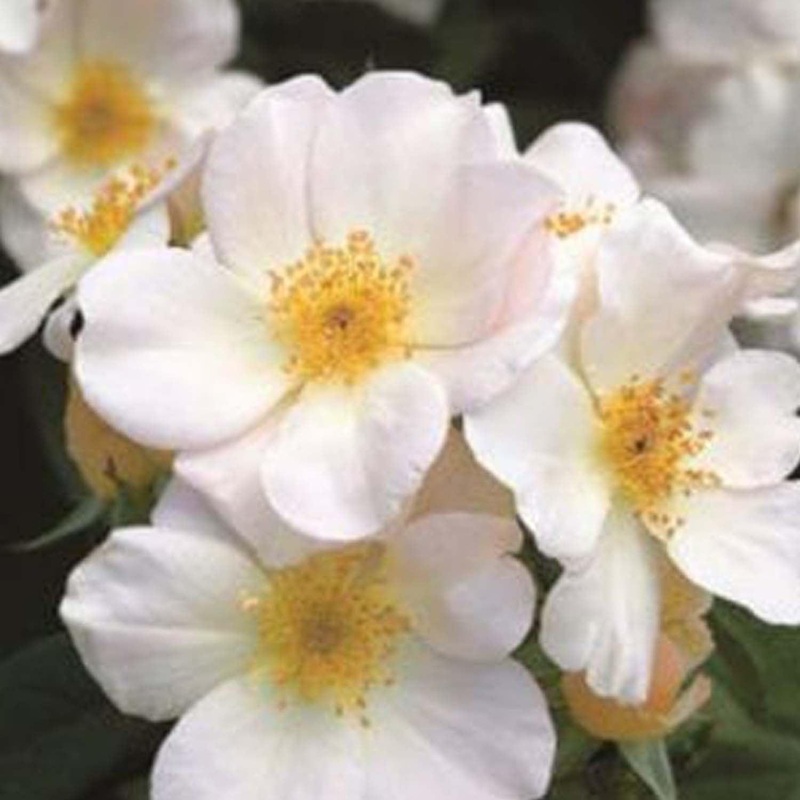 Sally Holmes – Climbing – 5 Gallon