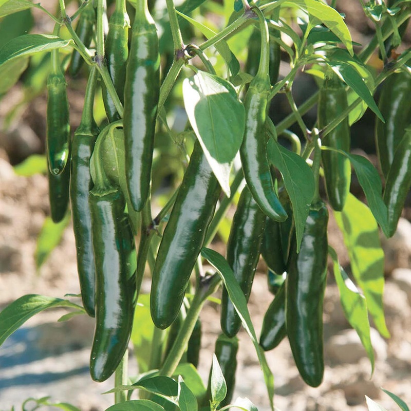 Serrano Impala – 4 Pot
