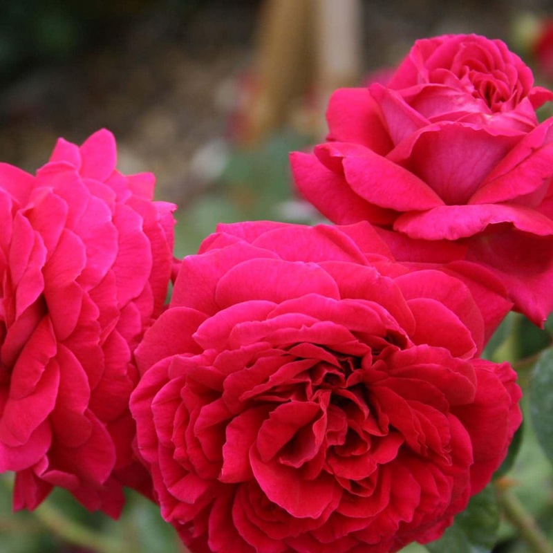 Tess Of The Dubervilles – Climbing – 5 Gallon