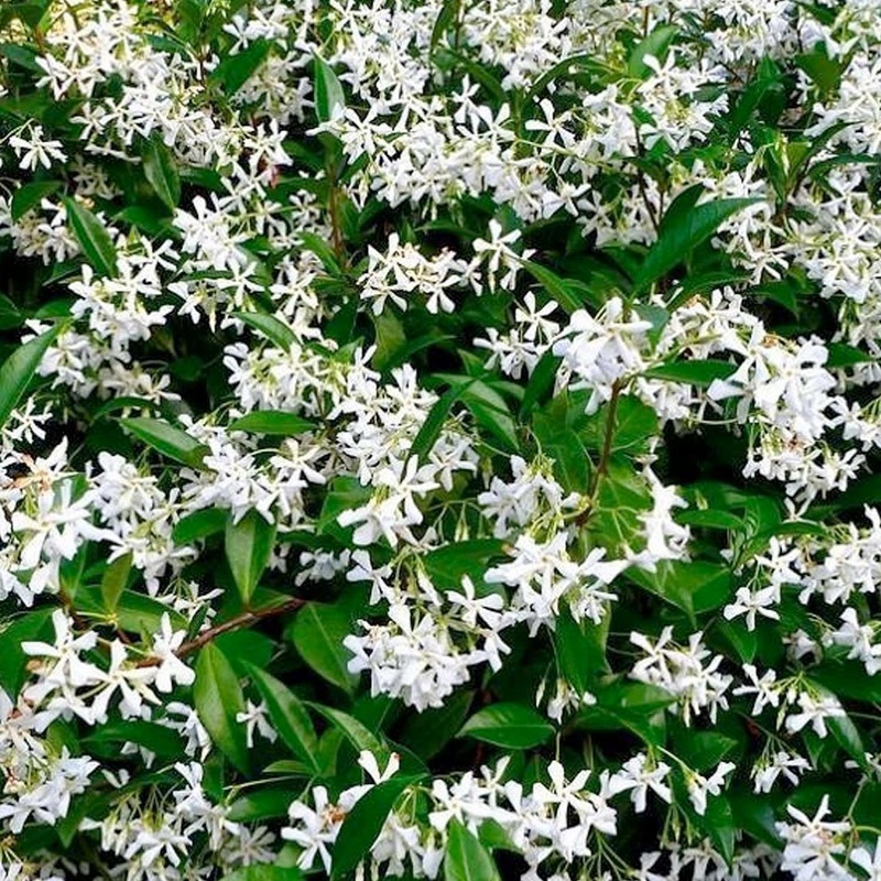 Trachelospermum jasminoides – Star Jasmine – 5 Gallon