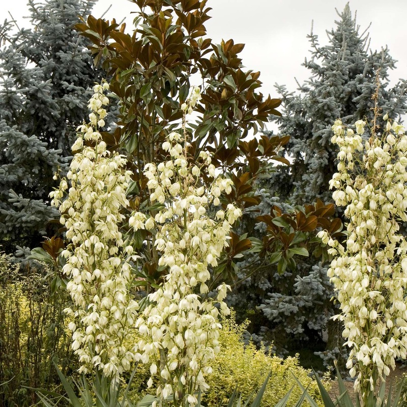 Yucca recurvata – Soft Leaf Yucca – 5 Gallon