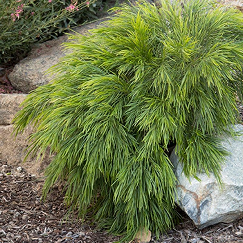 Acacia Cognata ‘Cousin Itt’ PP – 2 Gallon