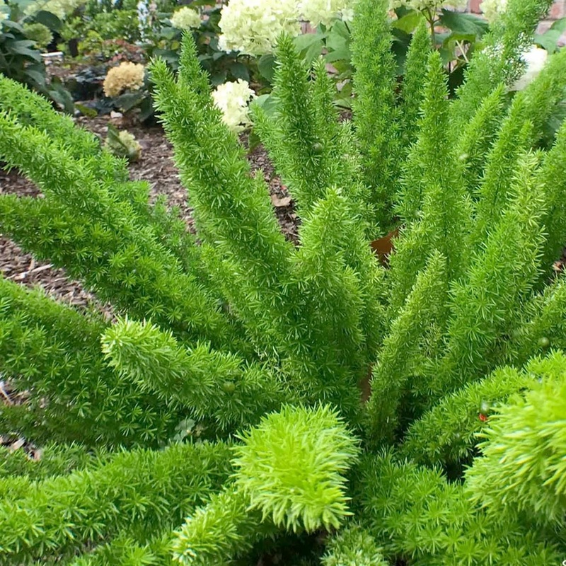 Asparagus densiflorus ‘Myers’ – Foxtail Fern – 1 Gallon