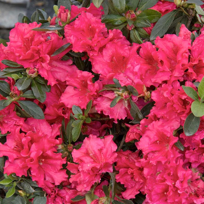 Azalea ‘Red Ruffles’ – Red Ruffles Azalea – 1 Gallon