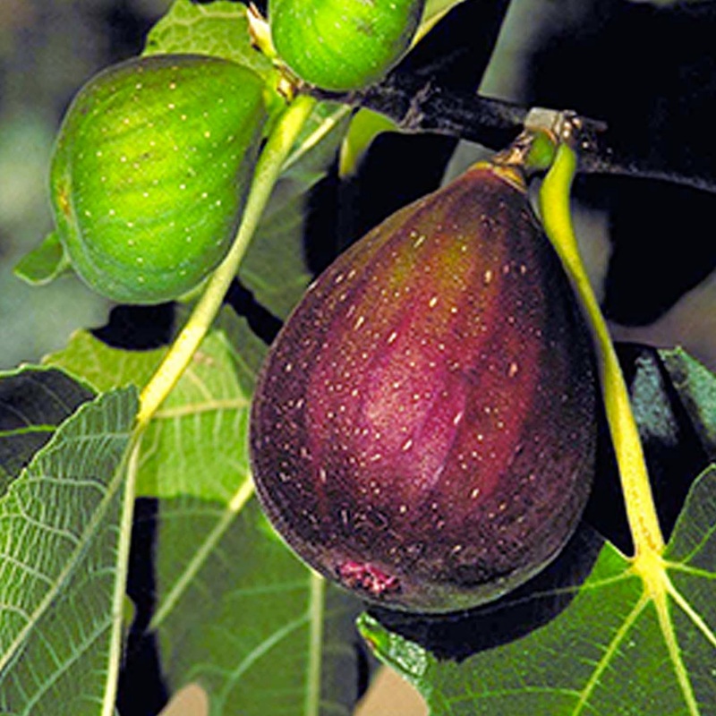 Brown Turkey Fig – 5 Gallon