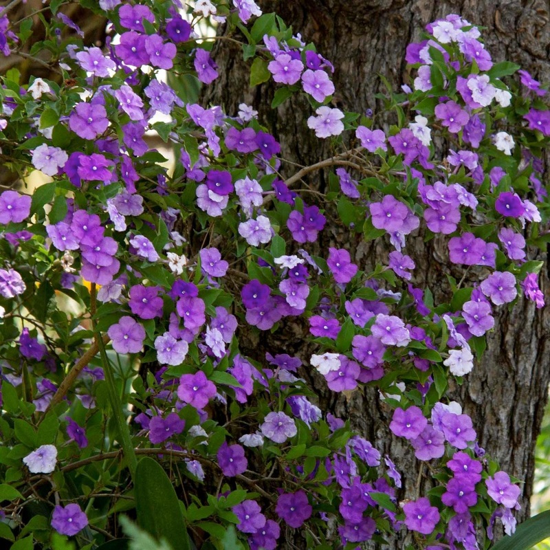 Brunfelsia floribunda – Yesterday – Today – Tomorrow – 5 Gallon