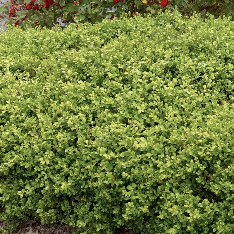 Buxus ‘Green Beauty’ – Green Beauty Boxwood – 2 Gallon