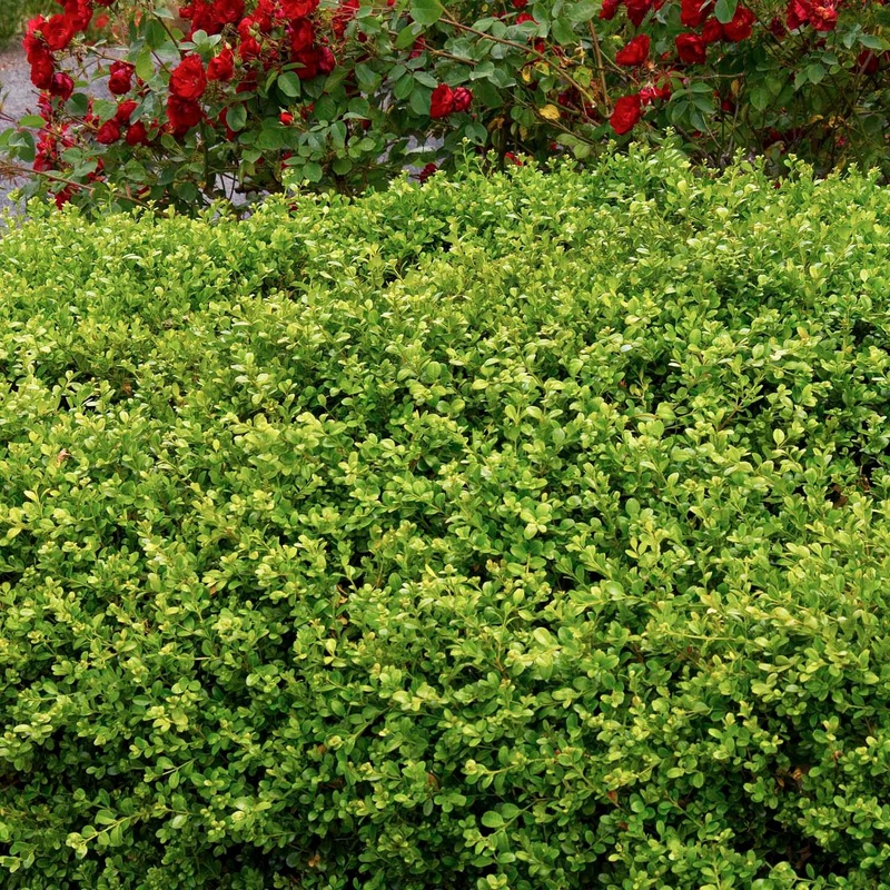 Buxus ‘Green Beauty’ – Green Beauty Boxwood – 5 Gallon