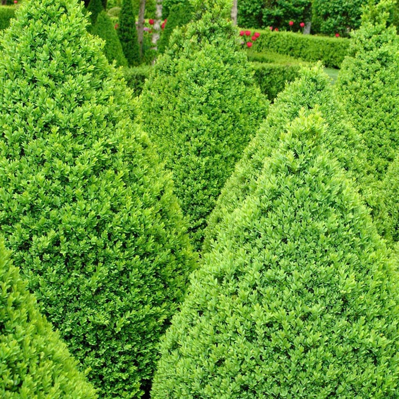 Buxus ‘Green Mountain’ – Green Mountain Boxwood – 2 Gallon