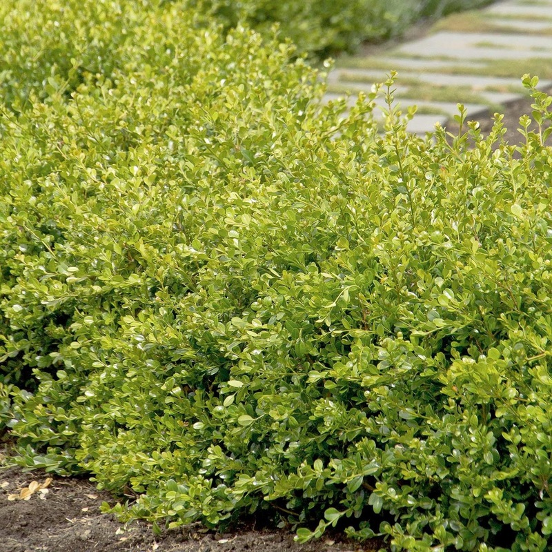 Buxus ‘Winter Gem’ – Winter Gem Boxwood – 10 Gallon