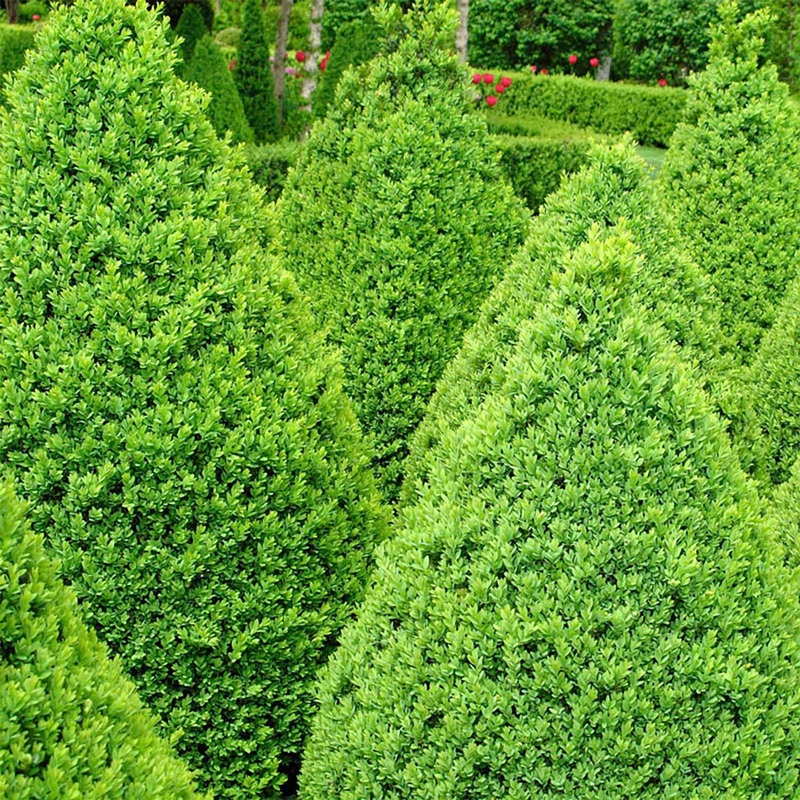 Buxus ‘Winter Gem’ – Winter Gem Boxwood – 7 Gallon
