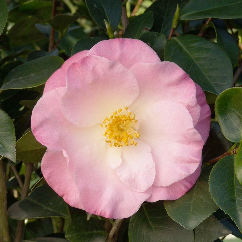 Camellia ‘April Remembered’ – April Remembered Ice Angels Camellia – 5 Gallon