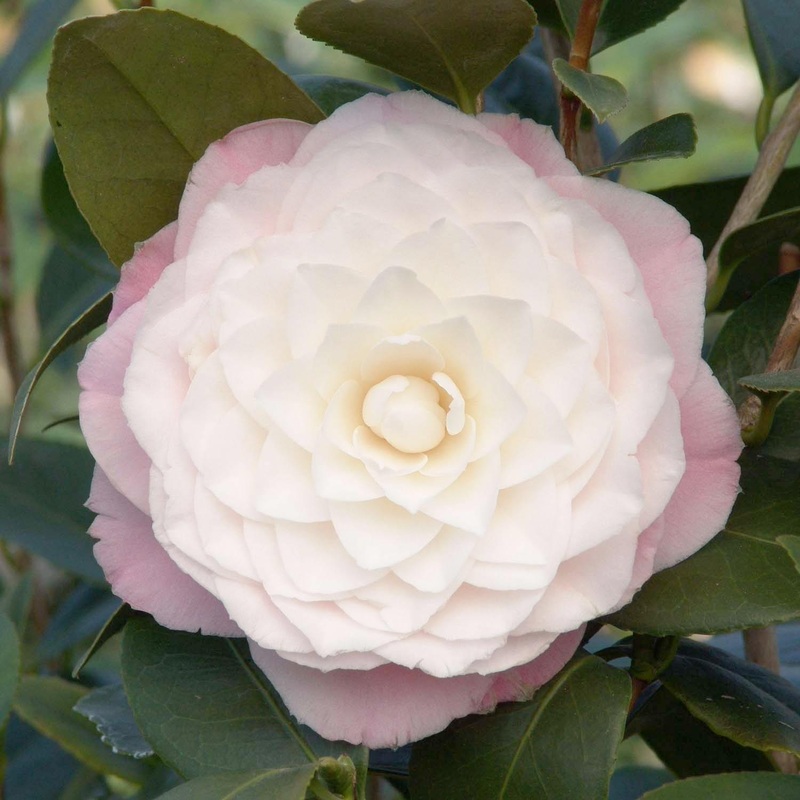 Camellia ‘Nuccio’s Pearl’ – Nuccio’s Pearl Camellia – 15 Gallon