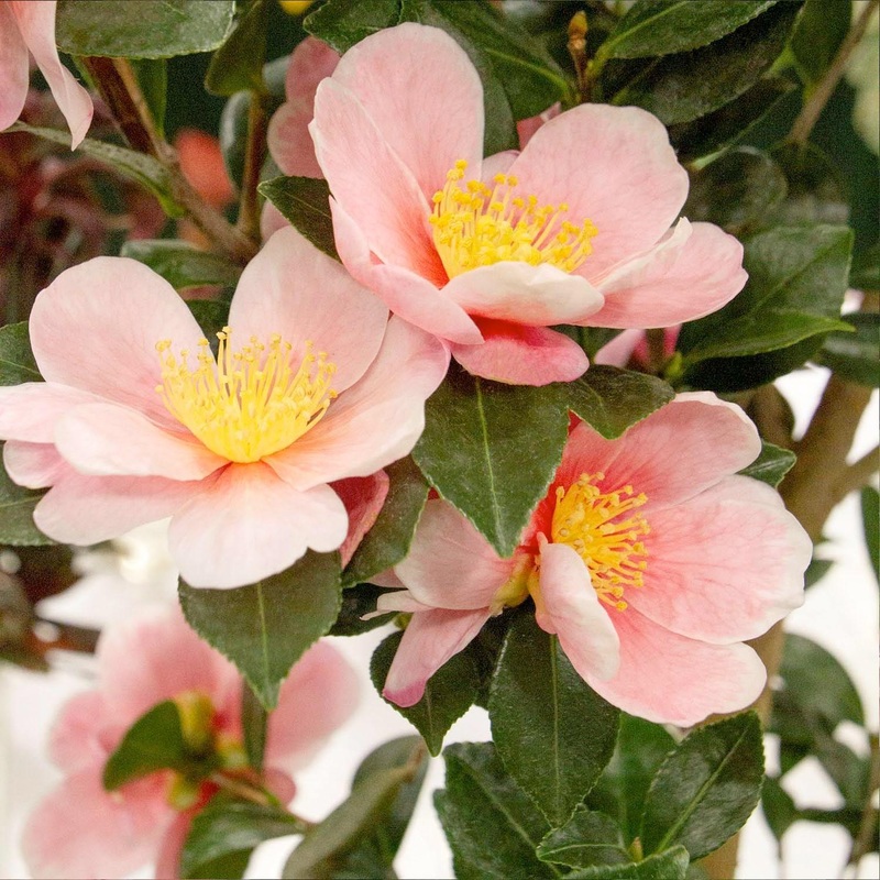 Camellia ‘Pink-A-Boo’ PP – Pink-A-Boo Camellia – 5 Gallon