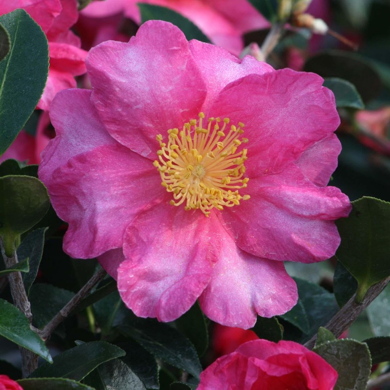 Camellia ‘Shishi Gashira’ – Shishi Gashira Camellia – 5 Gallon