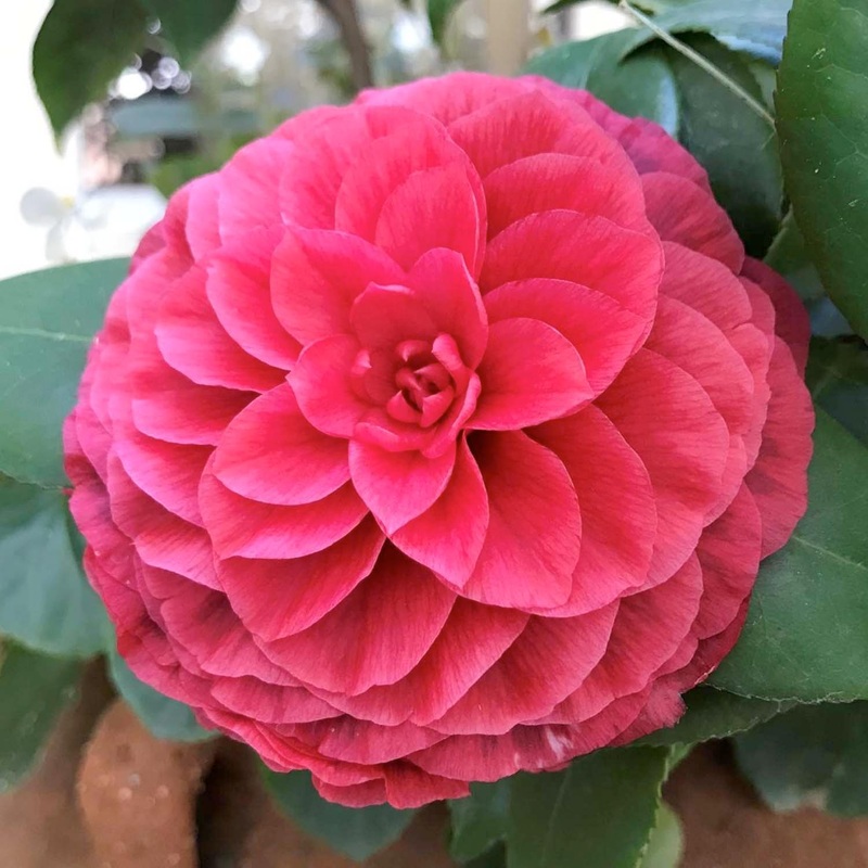 Camellia ‘Vestito Rosso’ – Vestito Rosso Camellia – 7 Gallon