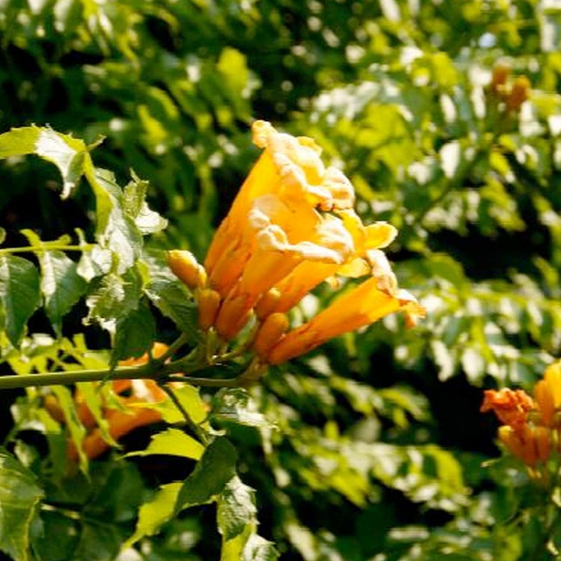 Campsis flava – Campsis Trumpet Vine – 5 Gallon