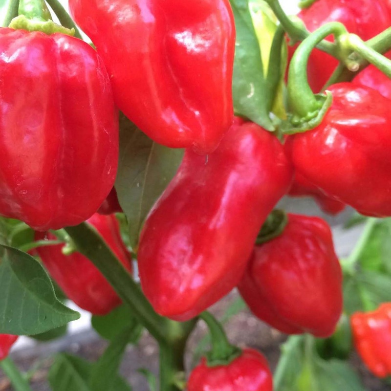 Carribean Red – 4 Pot