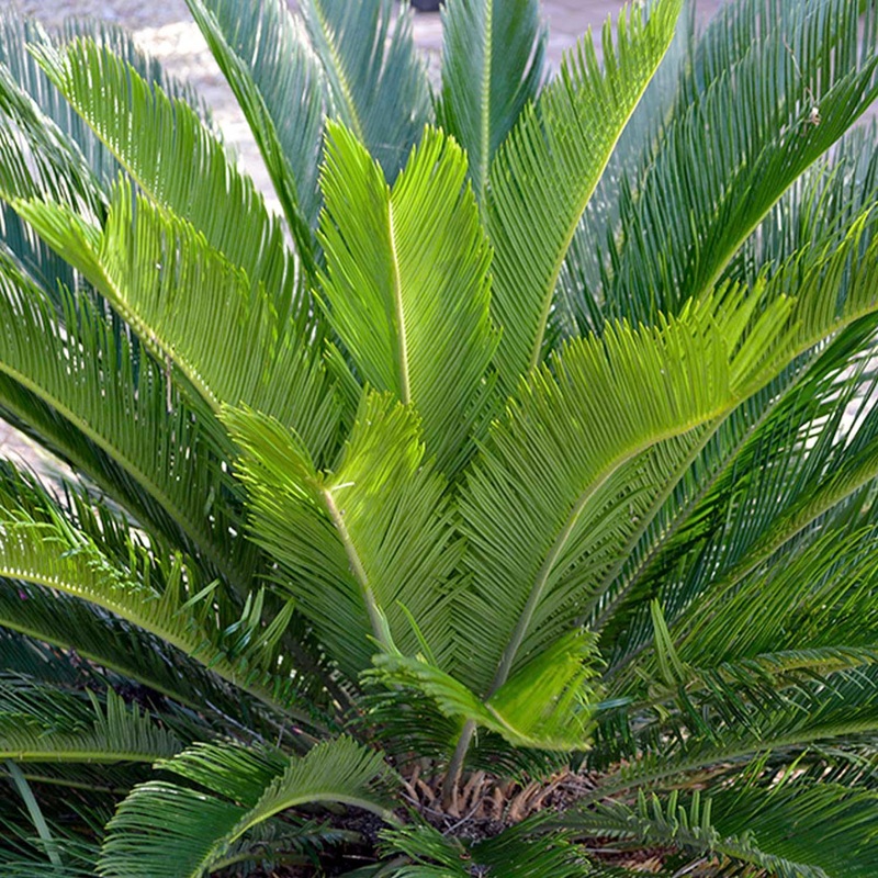 Cycas revoluta – Sago Palm – 2 Gallon
