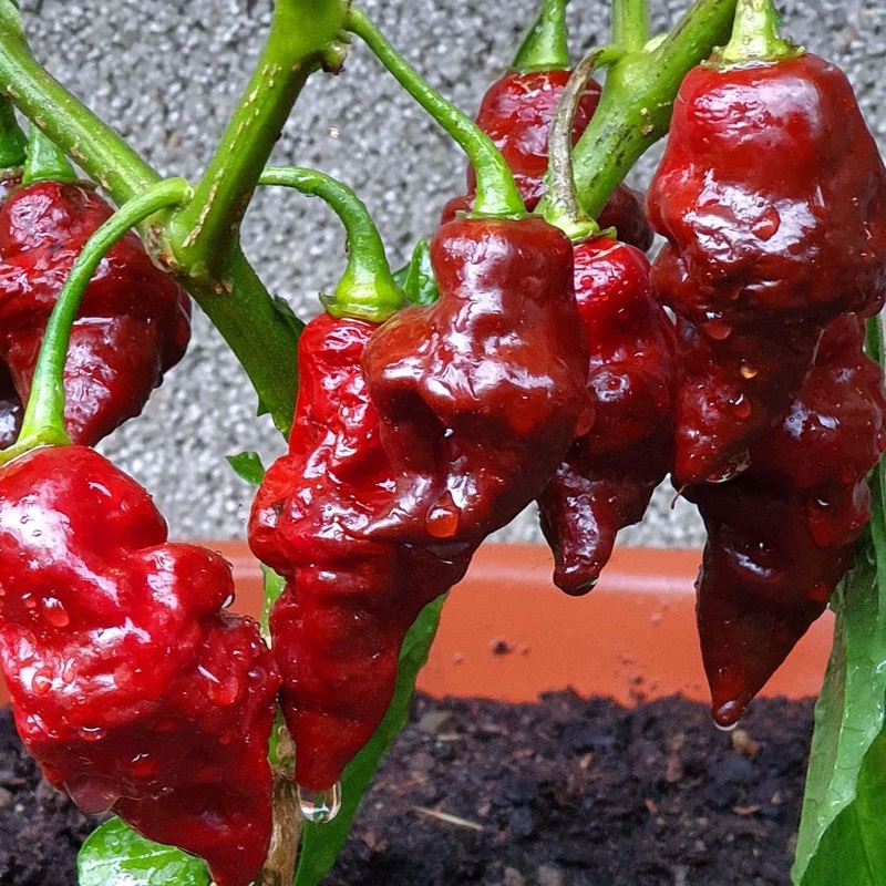 Devil’s Tongue – 4 Pot