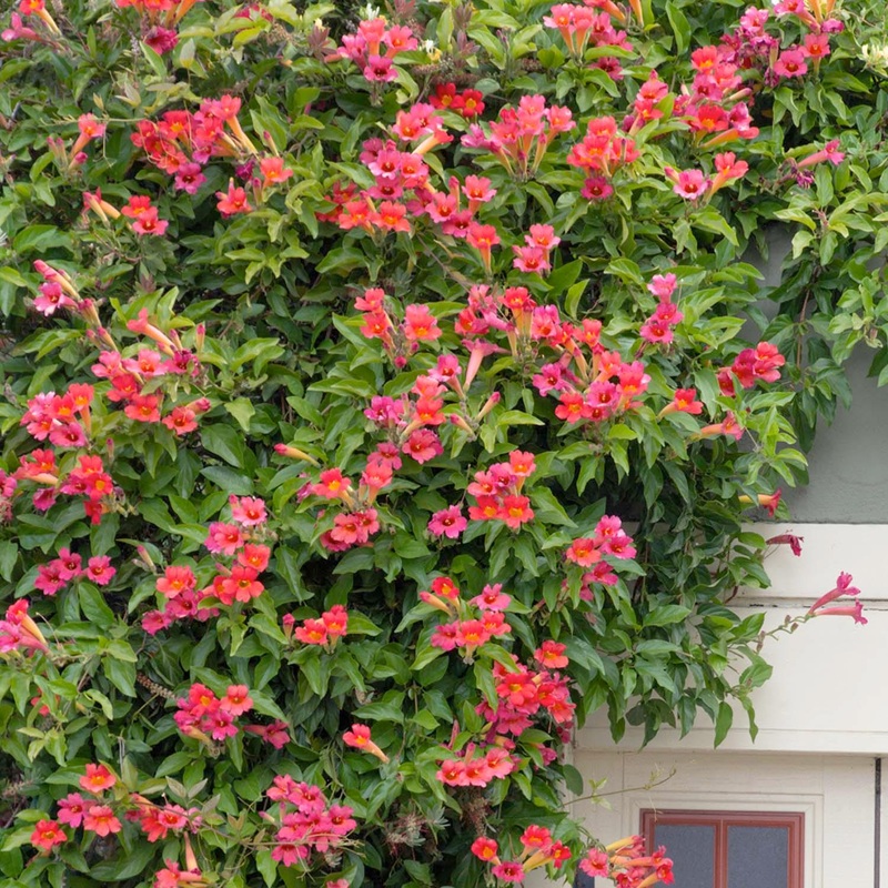 Distictis buccinatoria – Scarlet Trumpet Vine – 5 Gallon