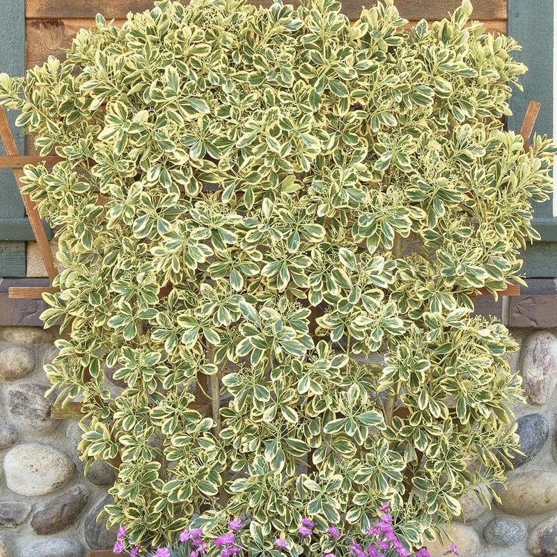 Euonymous ‘Chollipo’ – Chollipo Euonymus – 5 Gallon