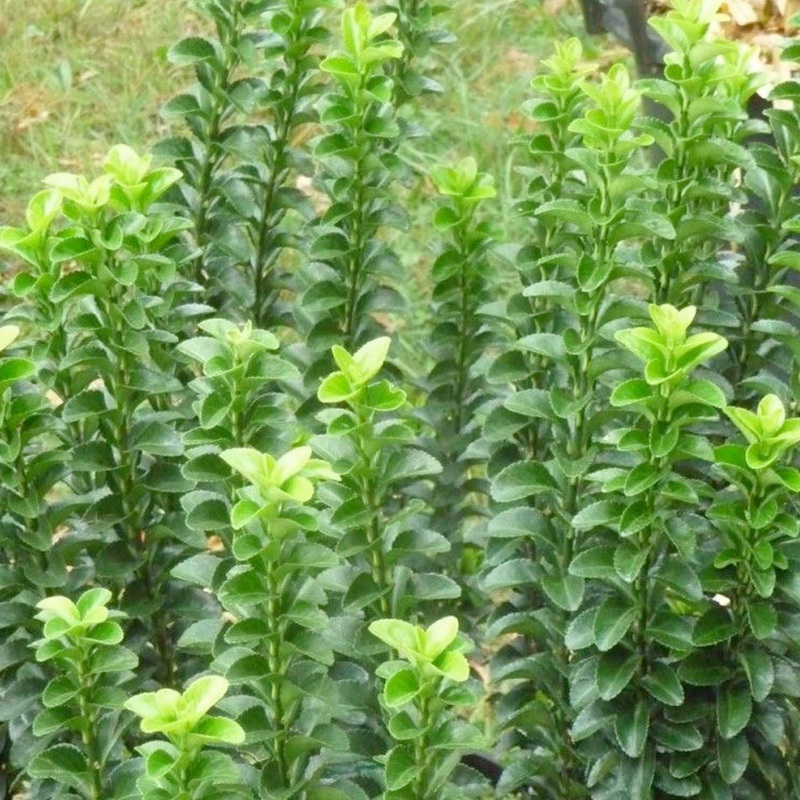 Euonymus ‘Green Spire’ – Green Spire Euonymus – 5 Gallon