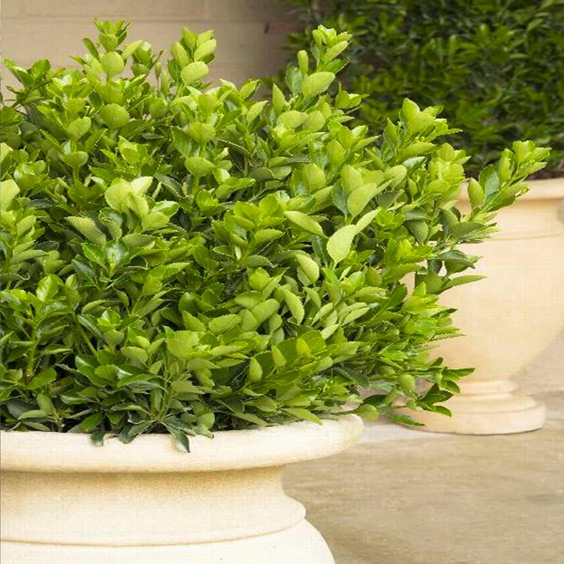 Euonymus j. ‘Grandifolius’ – Japanese Euonymus – Espalier – 5 Gallon