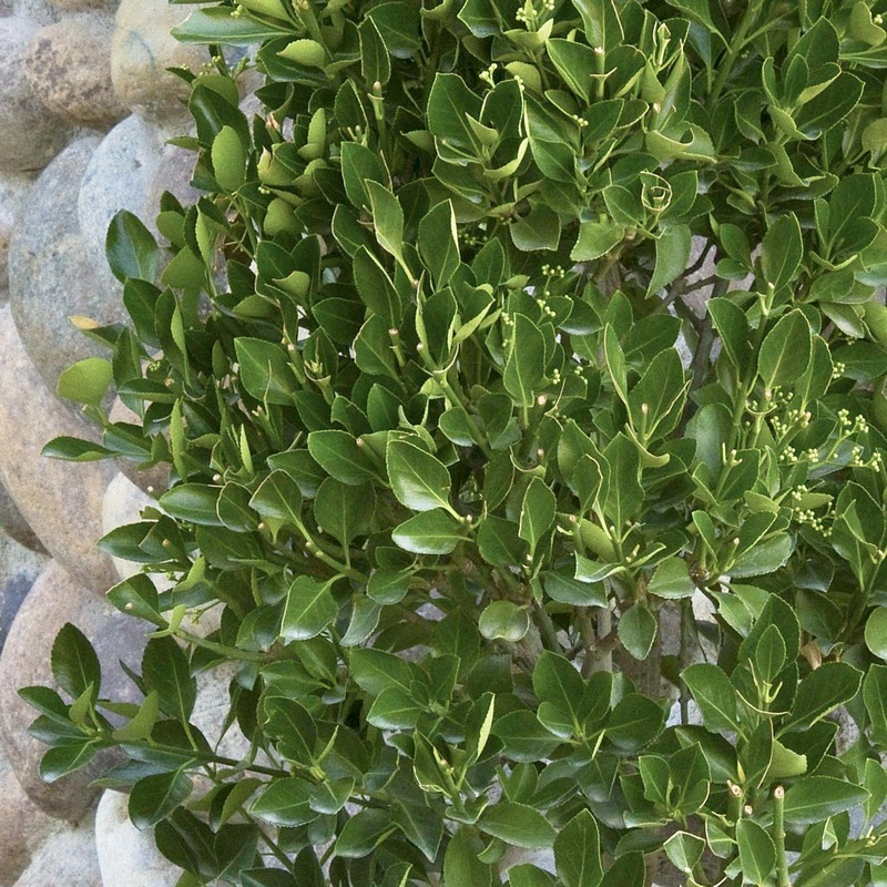 Euonymus k. ‘Manhattan’ – Manhattan Euonymus – 2 Gallon