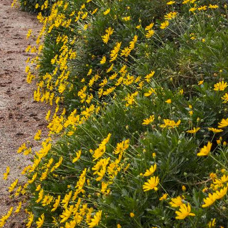 Euryops pectinatus ‘Viridis’ – Green-Leaved Euryops – 5 Gallon
