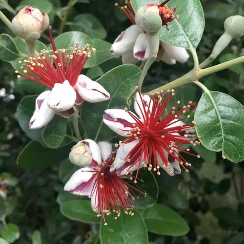 Feijoa Sellowiana – #5 Gallon