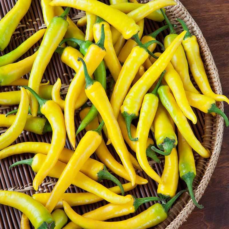 Golden Cayenne – 4 Pot