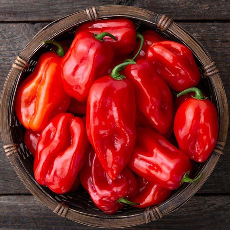 Habanero – 4 Pot