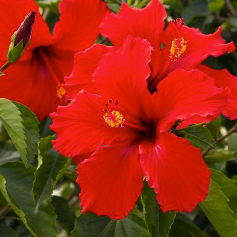 Hibiscus ‘Brilliant’ Patio Tree – Brilliant Hibiscus – 5 Gallon