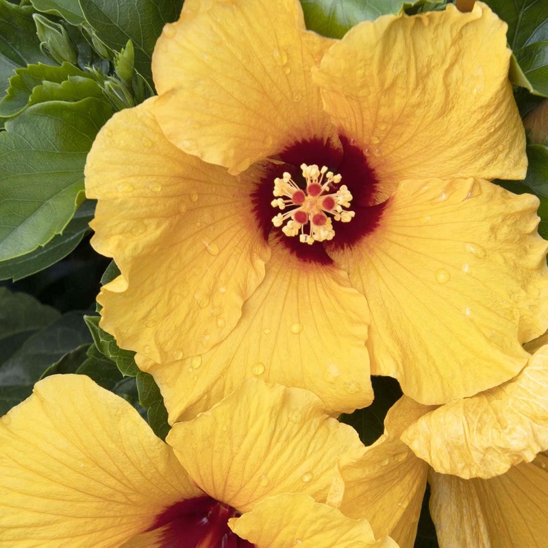 Hibiscus rosa-s. ‘Jazzy Jewel Gold’ PPAF – 5 Gallon