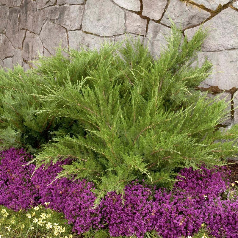 Juniperus chin. ‘Mint Julep’ – Mint Julep Juniper – 2 Gallon