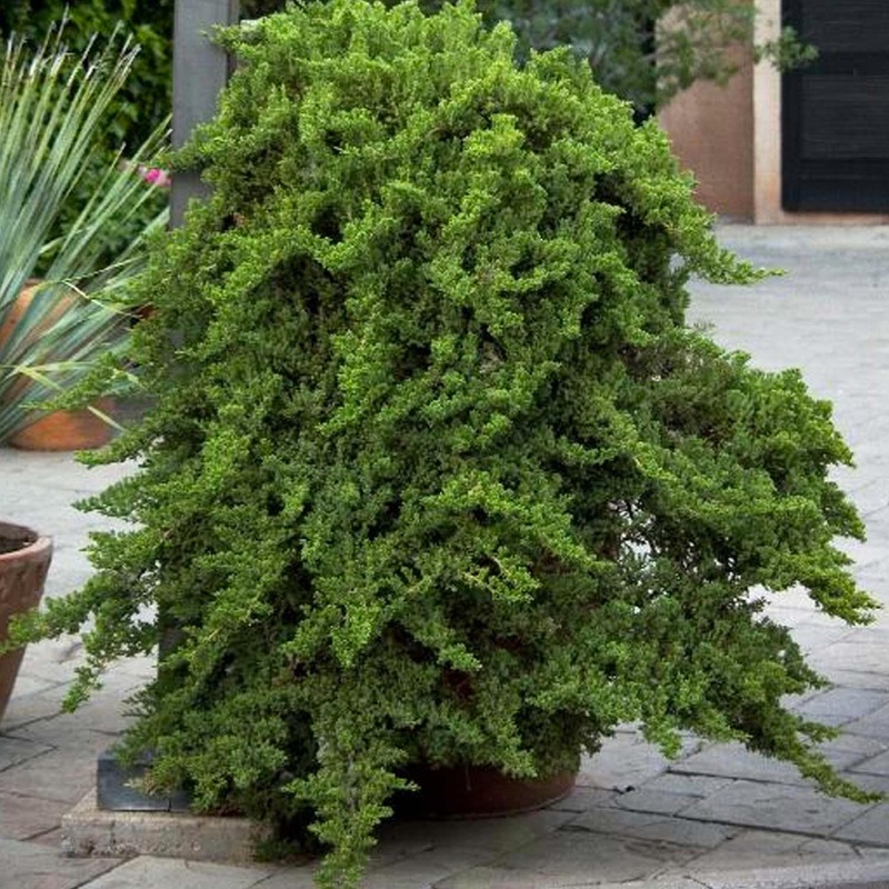 Juniperus procumbens ‘Nana’ – Dwarf Japanese Garden Juniper – 5 Gallon