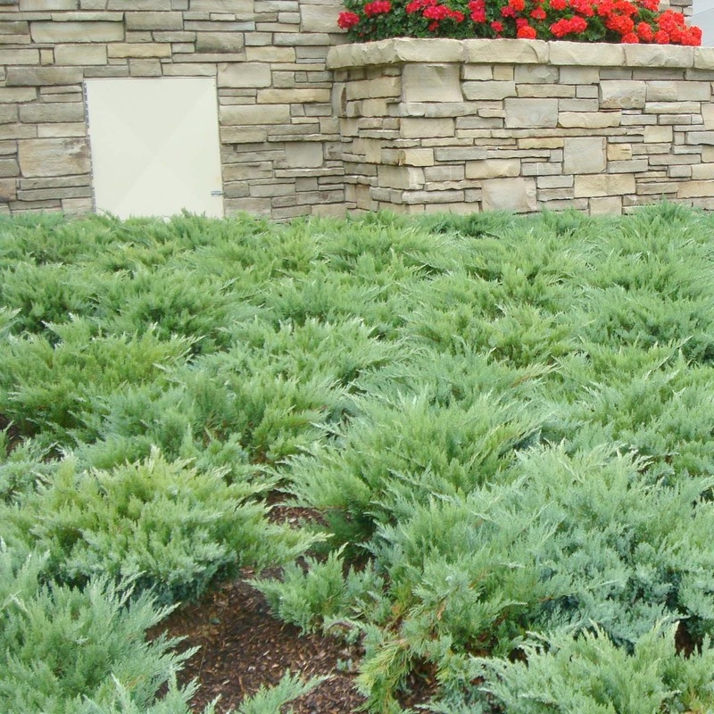 Juniperus sabina ‘Moor Dense’ – Moor-Dense Juniper – 1 Gallon