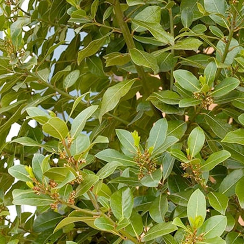 Laurus nobilis – Sweet Bay – 1 Gallon