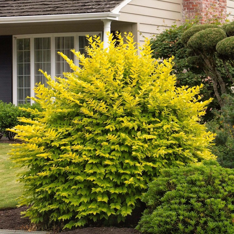 Ligustrum vicary – Vicary Golden Privet – 2 Gallon