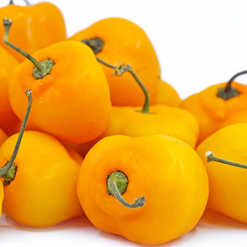 Manzano Orange – 4 Pot