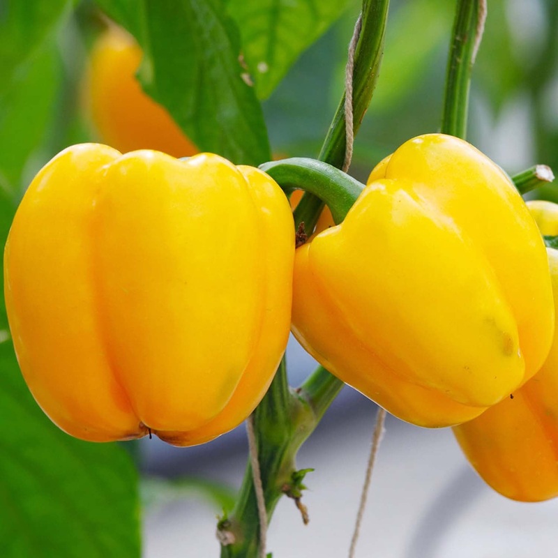 Mini Yellow Bell – 4 Pot