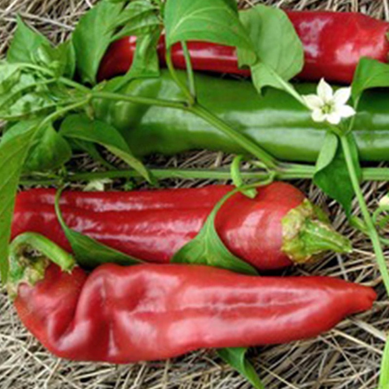 Numex Big Jim – 4 Pot