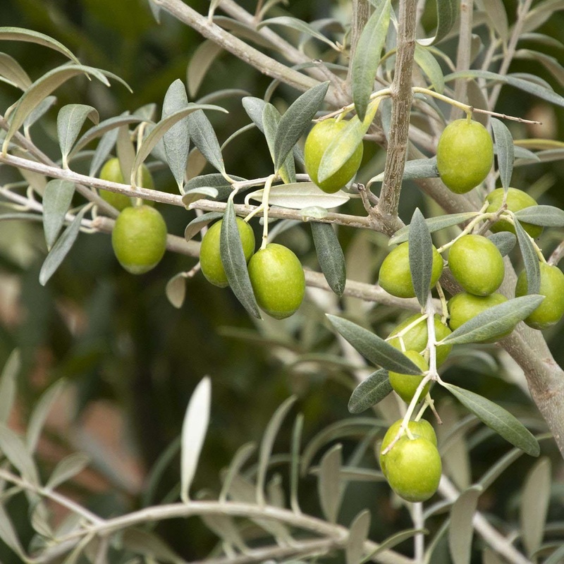 Olea europ. ‘Manzanillo’ – Manzanillo Fruiting Olive – 5 Gallon