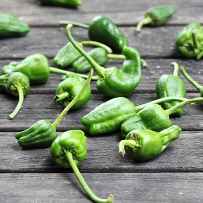 Padron – 4 Pot