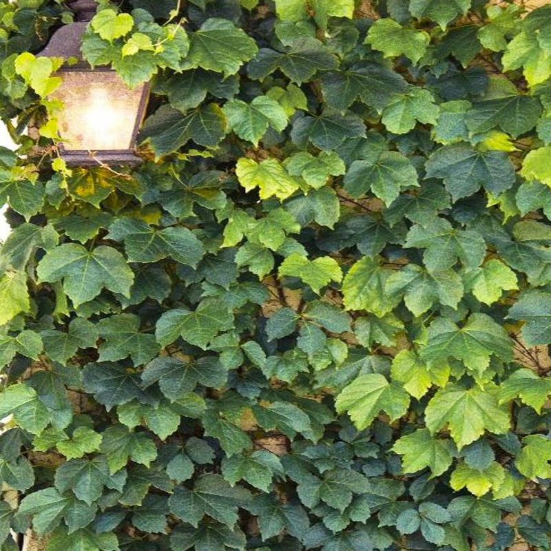 Parthenocissus ‘Green Showers’ – Green Showers Boston Ivy – 1 Gallon